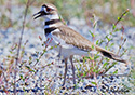 Charadrius vociferus